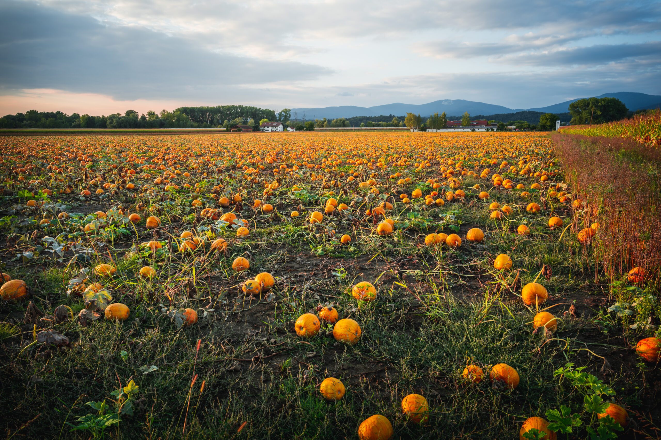 Pumpkin patch on a late afternoon in early fall. Pumpkin field with evening sun. Field with pumpkins at sunset in Bavaria Germany.